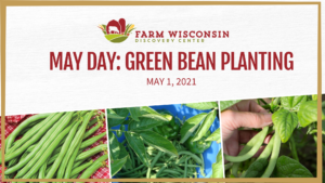 May Day: Green Bean Planting