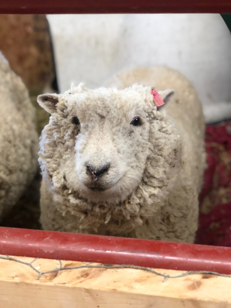 Sheep Shearing