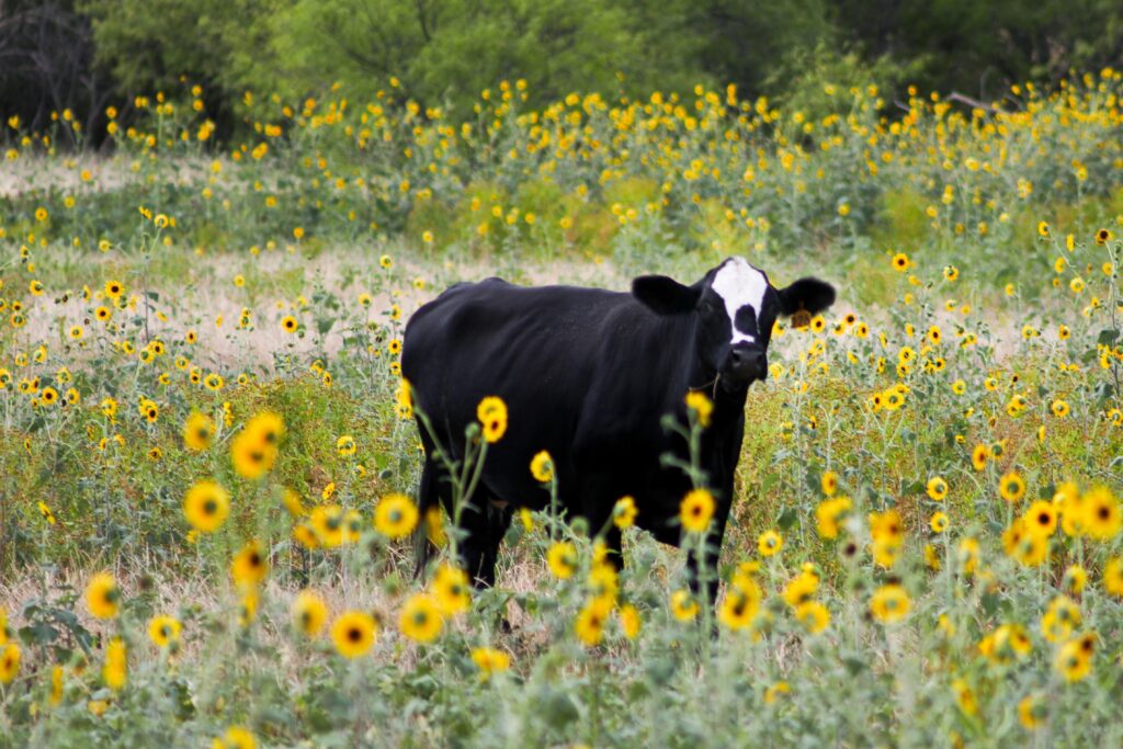 Cow Anatomy