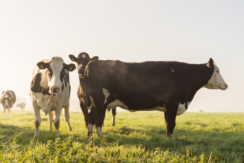 Cow Digestion Process