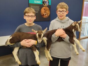 Two boys each hold a baby goat