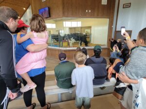 A crowd watches as a new mother cow cleans off her brand new baby calf