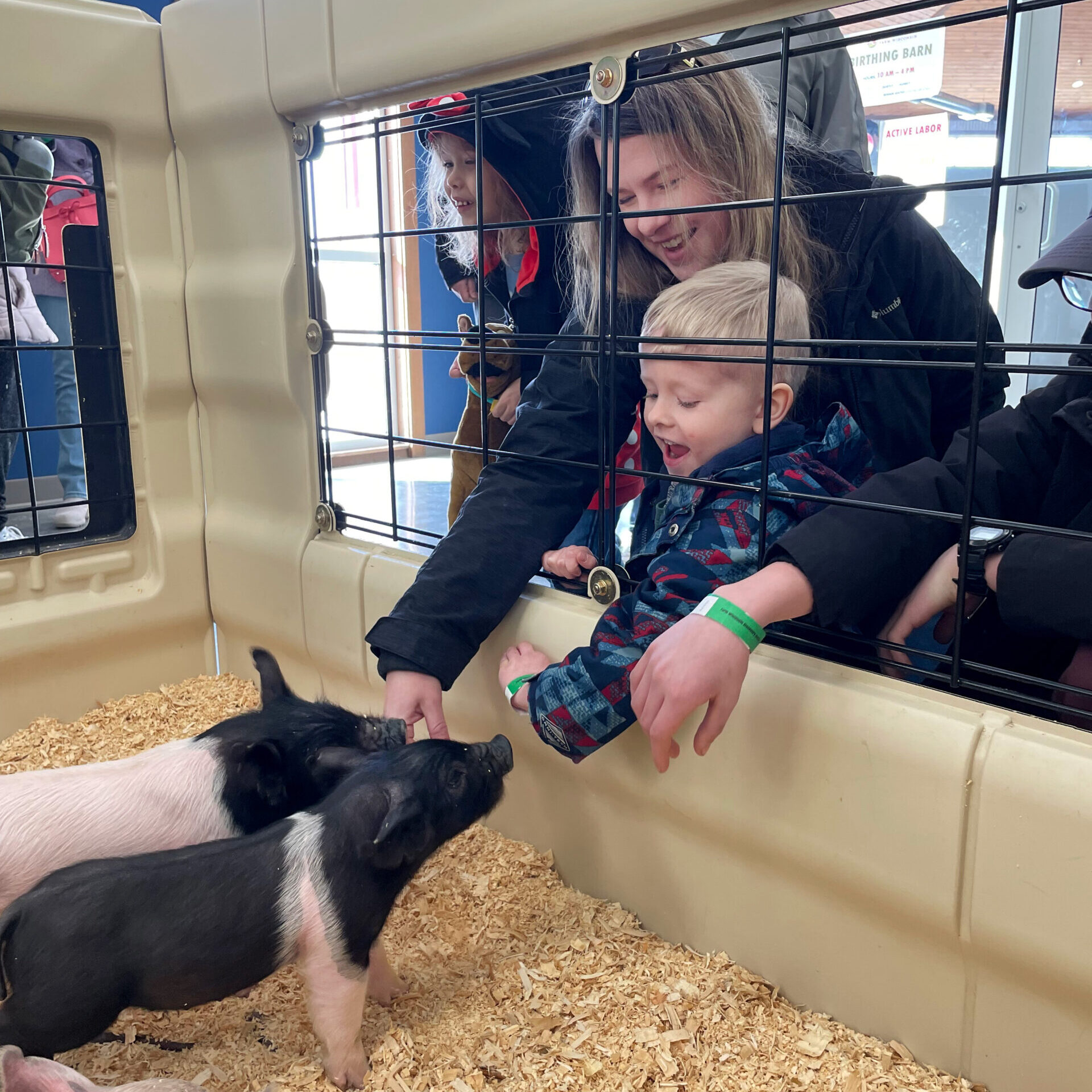 Piglets Draw Huge Crowd