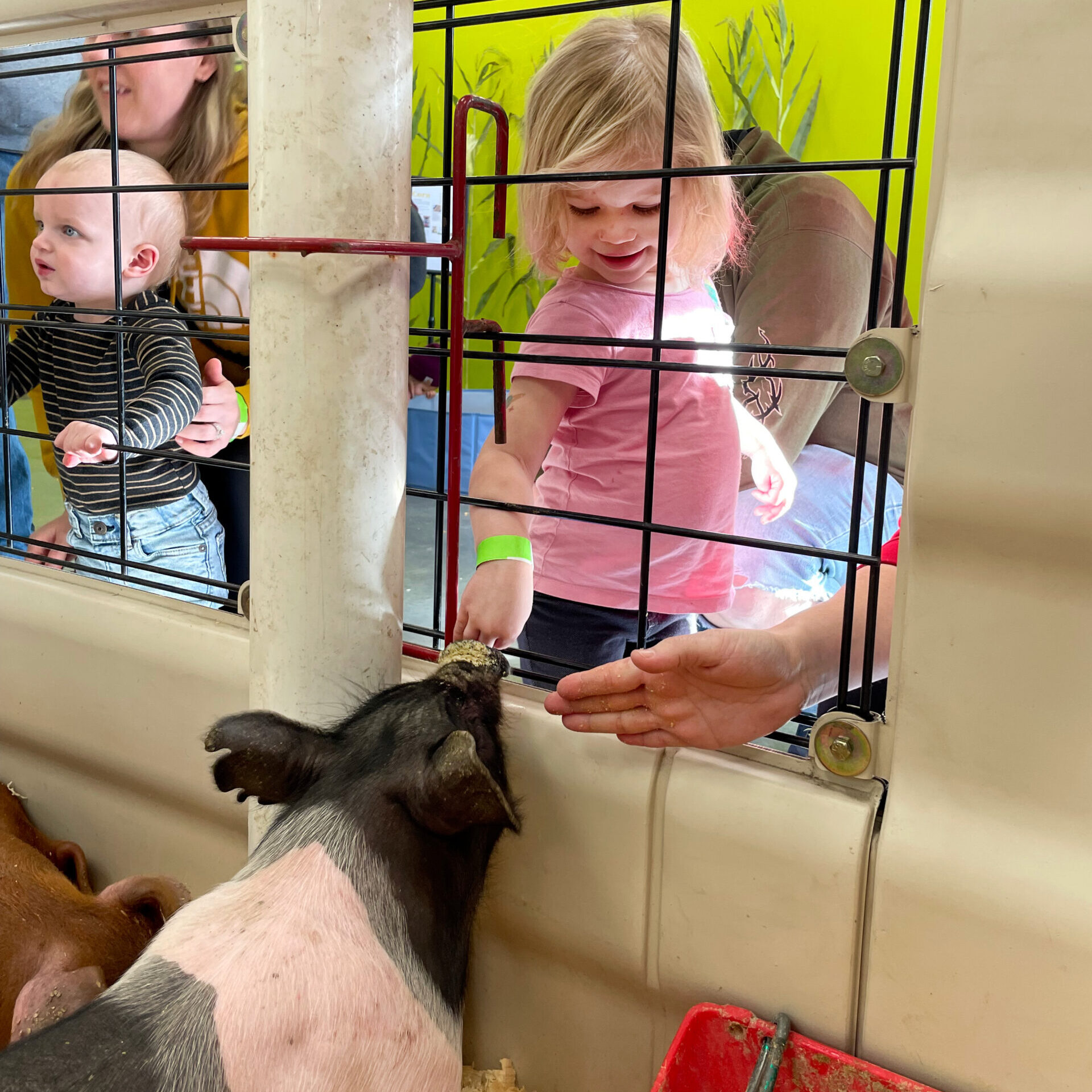 Farm Wisconsin Hosts Piglet Day