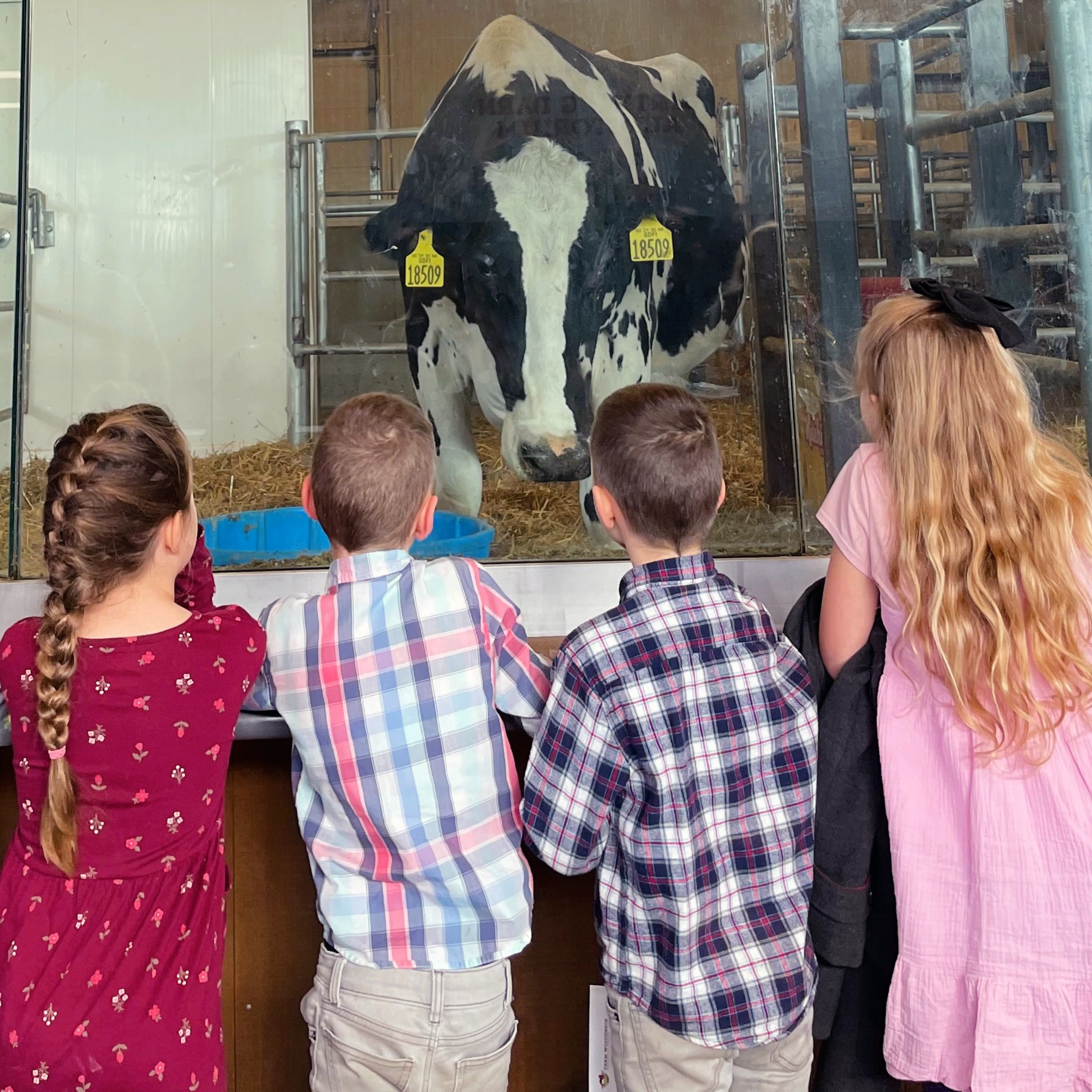 Students look up at a cow in the Birthing Barn